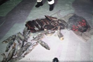 Инспекторами отдела по республике Тыва совместно с сотрудниками полиции был задержан автомобиль с 26 кг рыбы