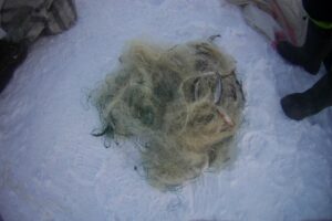 Результаты деятельности органов рыбоохраны Баренцево-Беломорского ТУ Росрыболовства с 04 по 10 февраля 2019 года.