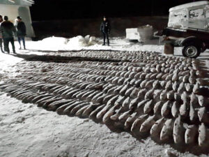 На Ямале задержана крупная партия муксуна