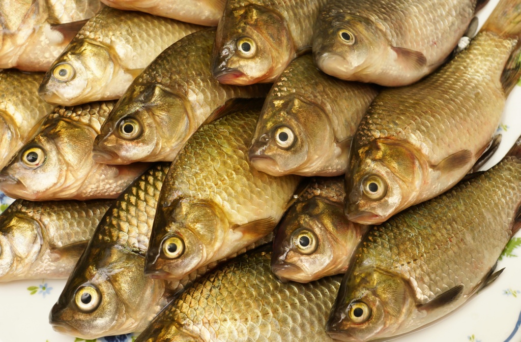 На Ставрополье произвели 10,4 тыс. тонн рыбы в 2018 году
