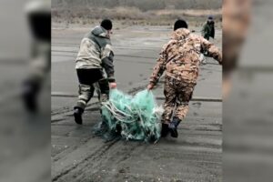 Браконьерские сети извлечены из реки Самур в Республике Дагестан