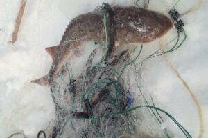 Результаты рейда Оперативного отдела Верхнеобского ТУ Росрыболовства