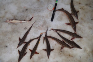 О работе отдела государственного контроля, надзора и охраны водных биологических ресурсов по Владимирской области