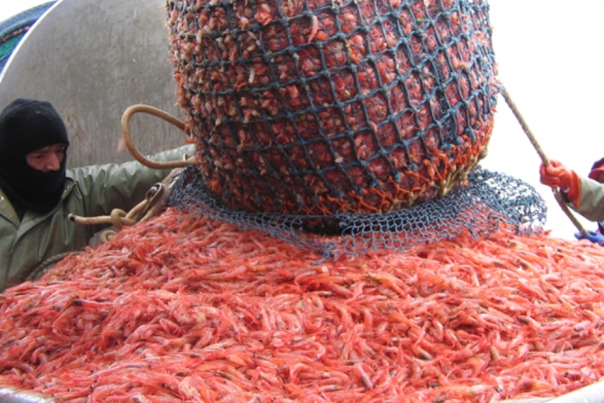 ТИНРО: запасы креветок в Приморье позволяют вести устойчивый промысел