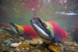 Вылов лососей на Дальнем Востоке в 2019 году может увеличиться на 30% по сравнению с предыдущим нечетным годом – до 461 тыс. тонн