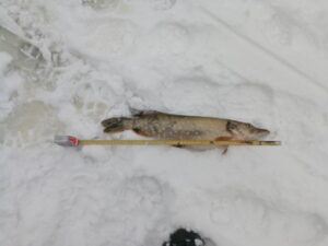 Результаты контрольно-надзорных мероприятий Западно-Балтийского территориального управления Росрыболовства