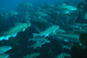 ОДУ трески на Дальнем Востоке предлагается увеличить на 25% – до 100 тыс. тонн