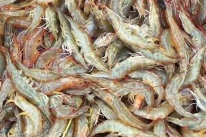 В 2018 году Россия нарастила вылов креветок на 36%, до 30 тыс. тонн