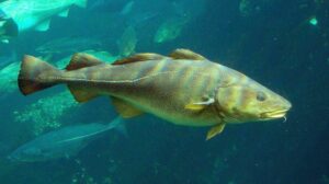 В Приморье проходит фестиваль дальневосточной наваги