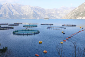 В ТИНРО прошла отчетная сессия, посвященная развитию марикультуры в Приморье