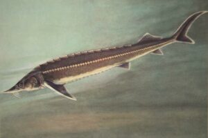 Ценные виды рыб, обитающие в водоемах Московской области