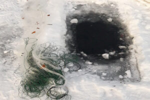 Результаты деятельности органов рыбоохраны Баренцево-Беломорского ТУ Росрыболовства с 04 марта по 10 марта 2019 года.