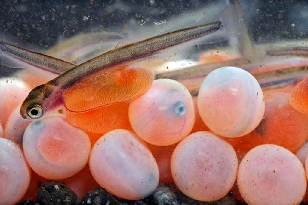 Производство лососевых видов рыб включено в план господдержки страхования на 2019 год