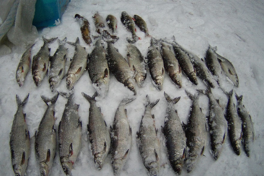 Результаты деятельности органов рыбоохраны Баренцево-Беломорского ТУ Росрыболовства с 11 марта по 17 марта 2019 года.
