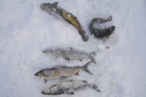 Результаты деятельности органов рыбоохраны Баренцево-Беломорского ТУ Росрыболовства с 18 марта по 24 марта 2019 года.