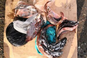 Инспекторами отдела по республике Тыва совместно с сотрудниками полиции был задержан автомобиль с 8 кг ленка и тайменя