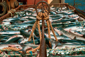 Объем добычи водных биоресурсов с начала года достиг 843,3 тыс. тонн