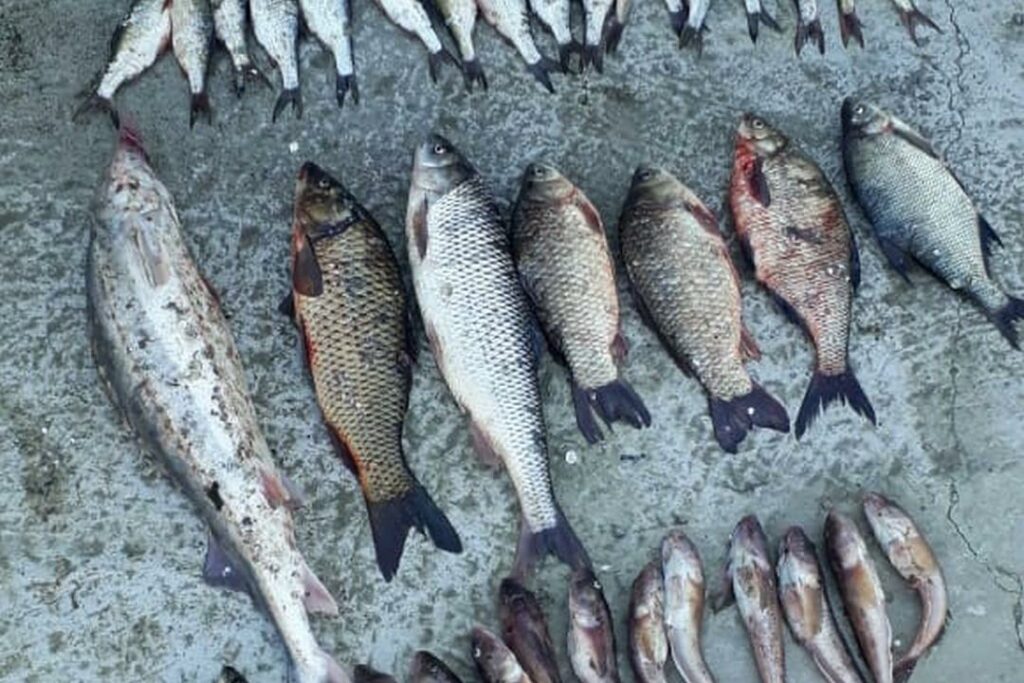 Браконьер с белугой и частиковой рыбой задержан в Дагестане