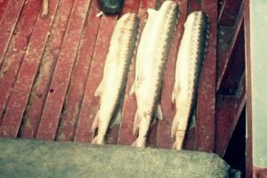 В ходе совместного рейда задержан гражданин, в автомобиле которого обнаружена рыба осетровых видов