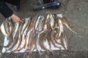 Выявлен факт незаконной добычи стерляди