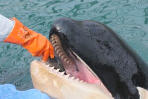 Эксперты проверяют здоровье и условия содержания животных в Центре адаптации морских млекопитающих