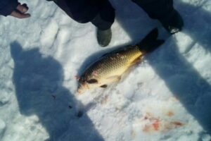 На Новосибирском водохранилище начали багрить рыбу