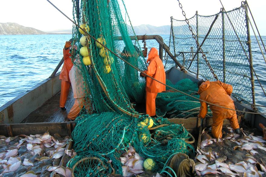 Объем добычи рыбы и морепродуктов с начала года превысил 1 млн тонн