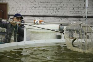 В Вельском районе Архангельской области  будут выращивать радужную форель