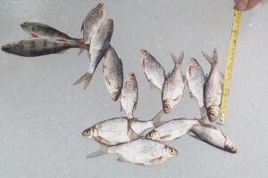 О работе отдела государственного контроля, надзора и охраны водных биологических ресурсов по Брянской и Смоленской областям