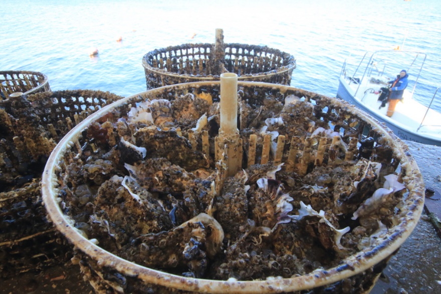 Ученые оценили эффективность и риски стартового этапа выращивания устриц и мидий в Приморье