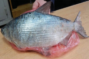 Хариус за 925 рублей? Дороговато…