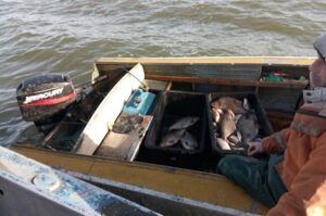 Результаты контрольно-надзорных мероприятий Западно-Балтийского территориального управления Росрыболовства