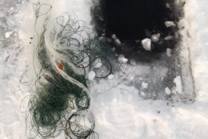 Результаты деятельности органов рыбоохраны Баренцево-Беломорского ТУ Росрыболовства с 01 апреля по 07 апреля 2019 года.