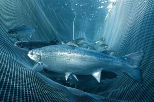 Российский вылов рыбы и морепродуктов к 10 апреля достиг 1,5 млн тонн