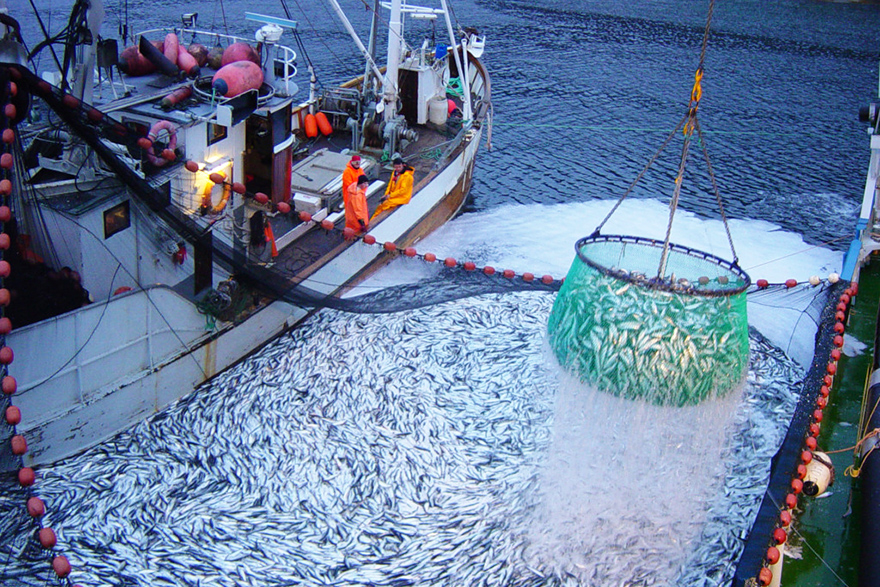 В I квартале российские рыбаки добыли более 1,3 млн тонн рыбы и морепродуктов