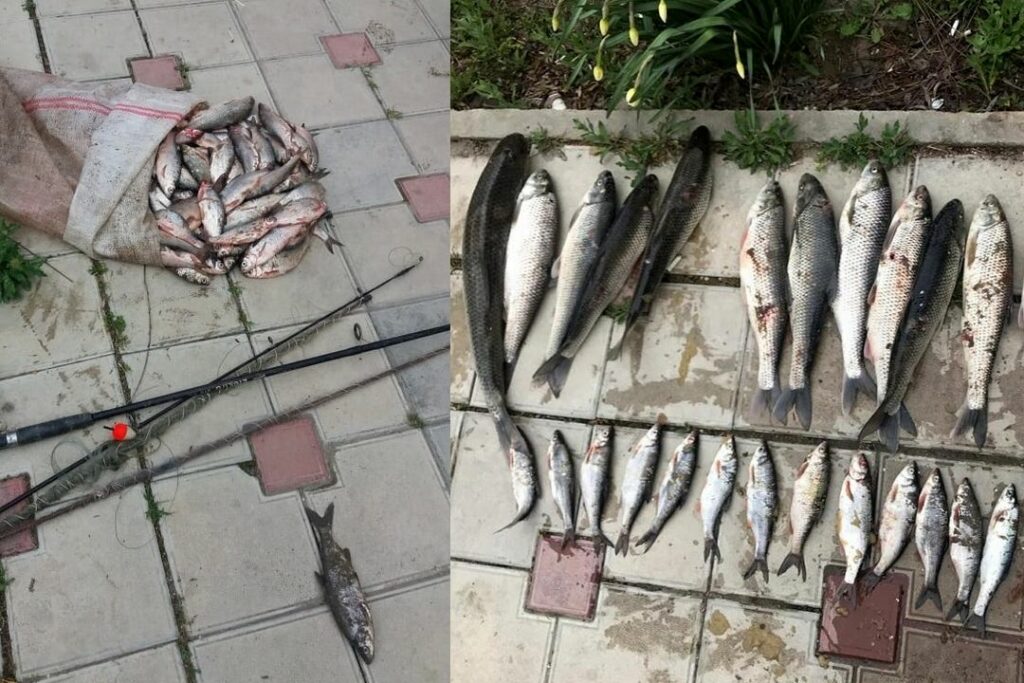 Браконьеры с незаконно добытой рыбой задержаны в Дагестане