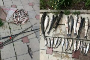 Браконьеры с незаконно добытой рыбой задержаны в Дагестане