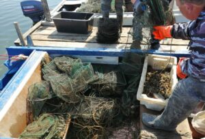 10 000 раков освобождены из браконьерских ловушек