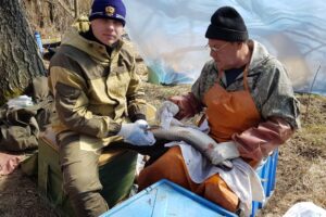 Отлов производителей на Яузском и Вазузском водохранилищах