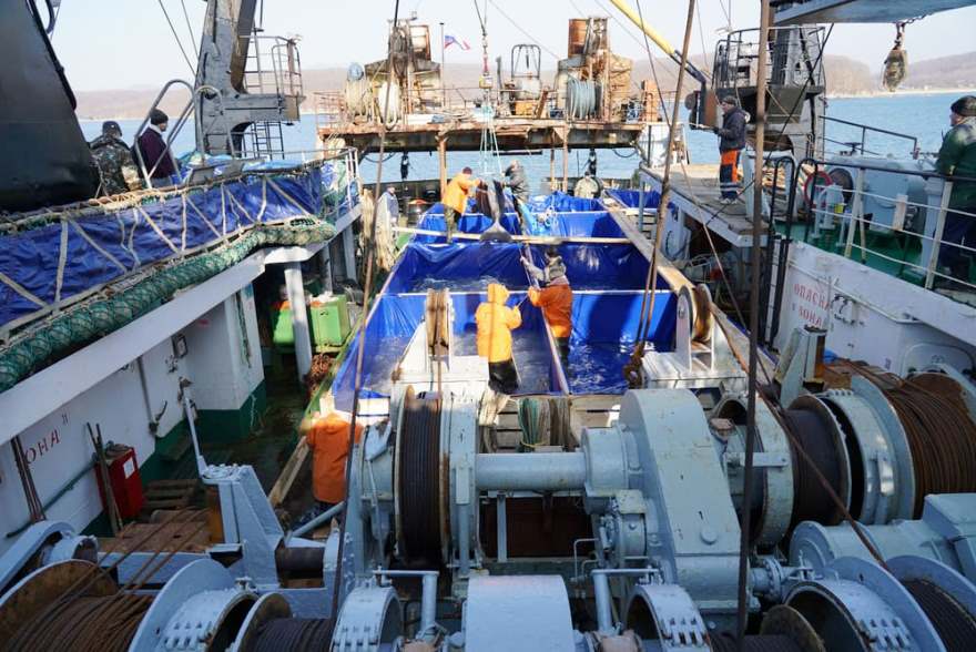 ВНИРО: в бухте Средняя идут работы по погрузке белух на судно