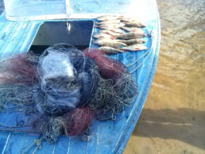 Результаты деятельности органов рыбоохраны Баренцево-Беломорского ТУ Росрыболовства с 06 мая по 12 мая 2019 года