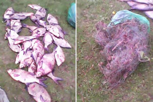 Результаты контрольно-надзорных мероприятий Западно-Балтийского территориального управления Росрыболовства