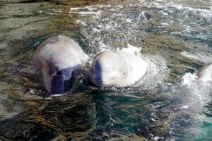 ВНИРО: выпуск оставшихся белух пройдет в три этапа