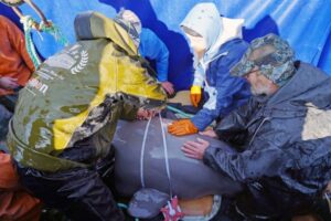 ВНИРО: 19 белух из бухты Средняя транспортированы на борт судна