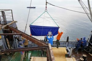 Выпуск белух из бухты Средняя успешно завершен