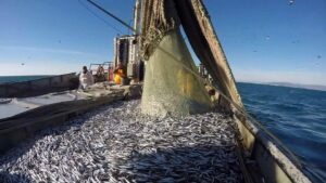 Проект новых правил рыболовства для Дальневосточного бассейна обнародован для публичного обсуждения