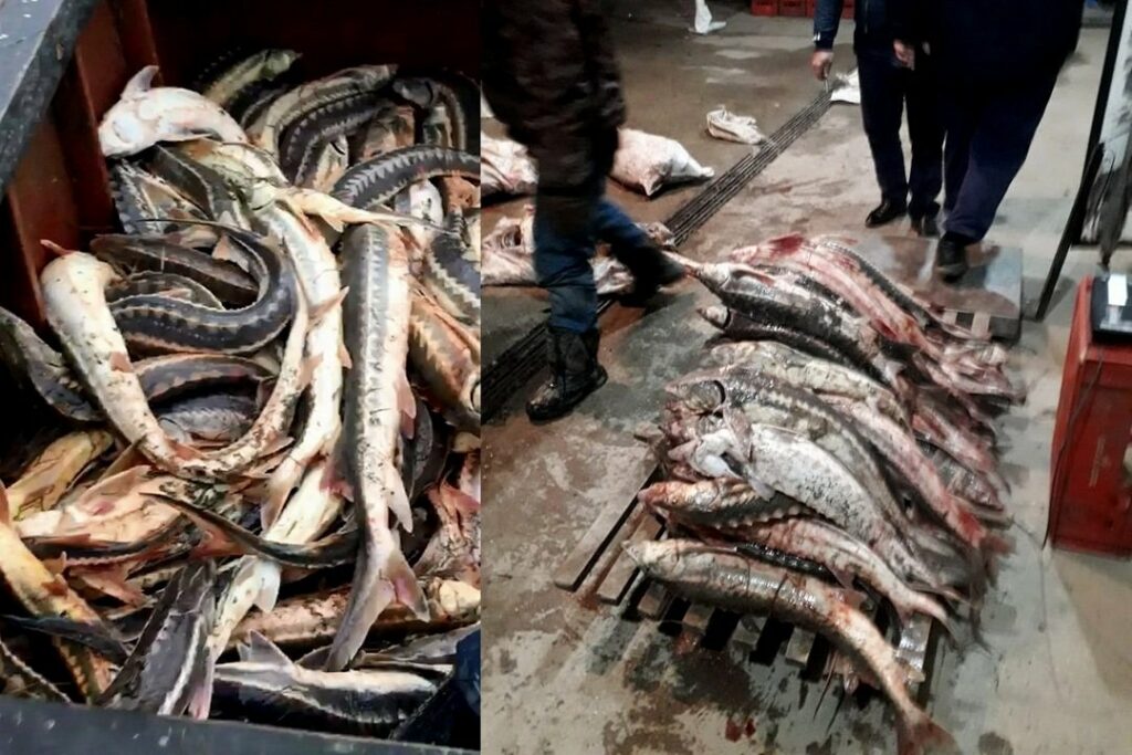 В Дагестане у браконьера изъято около 200 кг рыбы осетровых видов
