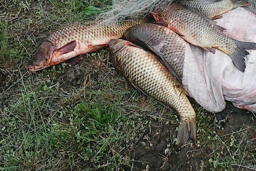 190 кг рыбы изъято у браконьера в Тарумовском районе Дагестана