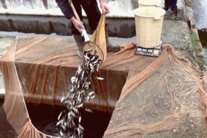 В связи с требованиями ЗКТУ Росрыболовства ПАО «Русгидро» приступает к одним из самых масштабных в России выпускам молоди рыб