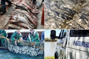 Более чем на 8 миллионов рублей Западно-Каспийское ТУ оштрафовало нарушителей в 2018 году